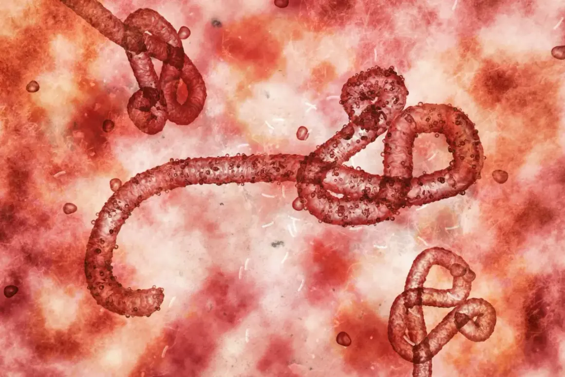 Czerwone, nitkowate cząsteczki wirusa ebola unoszą się w krwistym środowisku.