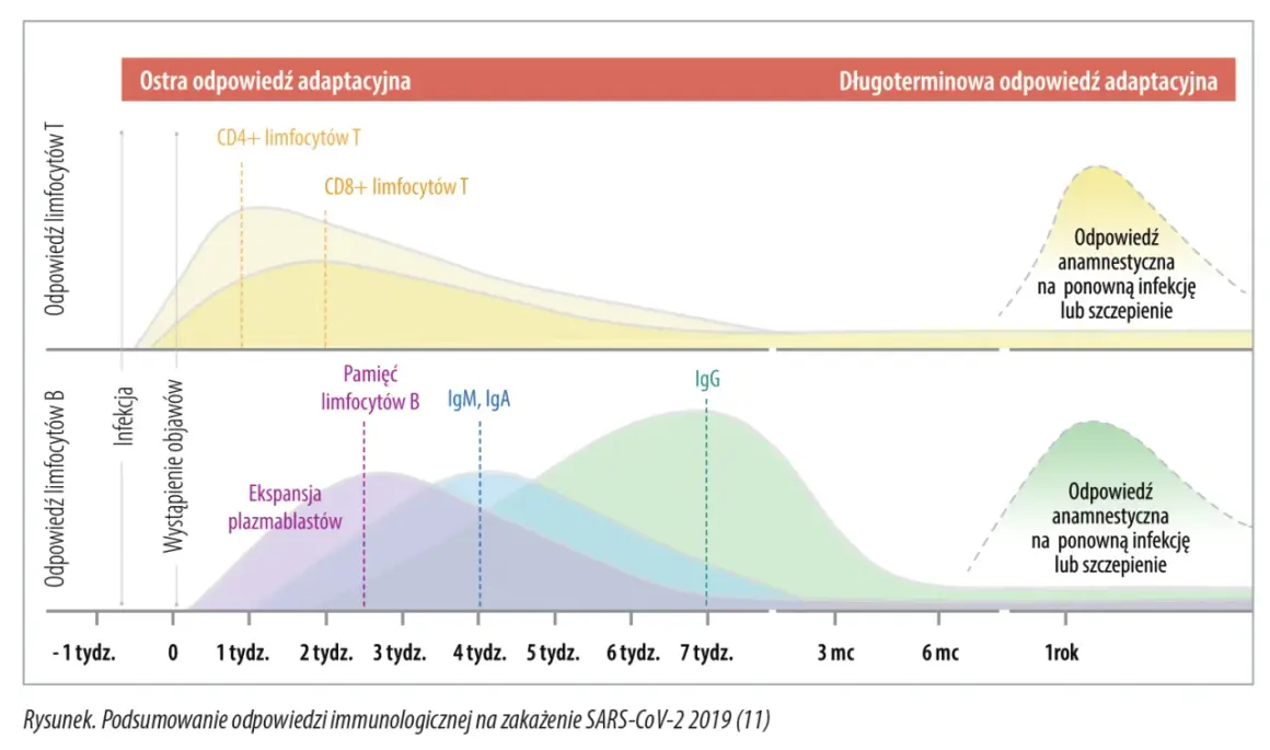Wykres pokazuje odpowiedź immunologiczną na SARS-CoV-2, z uwzględnieniem limfocytów T, B, IgM, IgA i IgG.