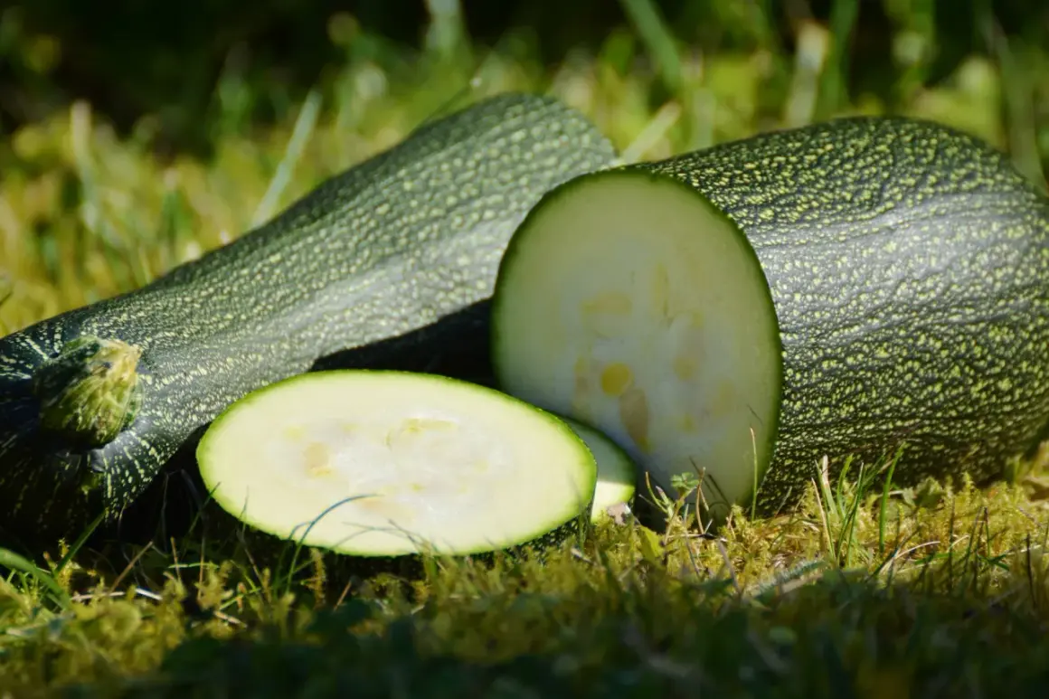 Färska, nyplockade zuccinis ligger på gräset. En är skuren i skivor och visar det ljusa innanmätet. Perfekt för att odla zuccini i sommar!