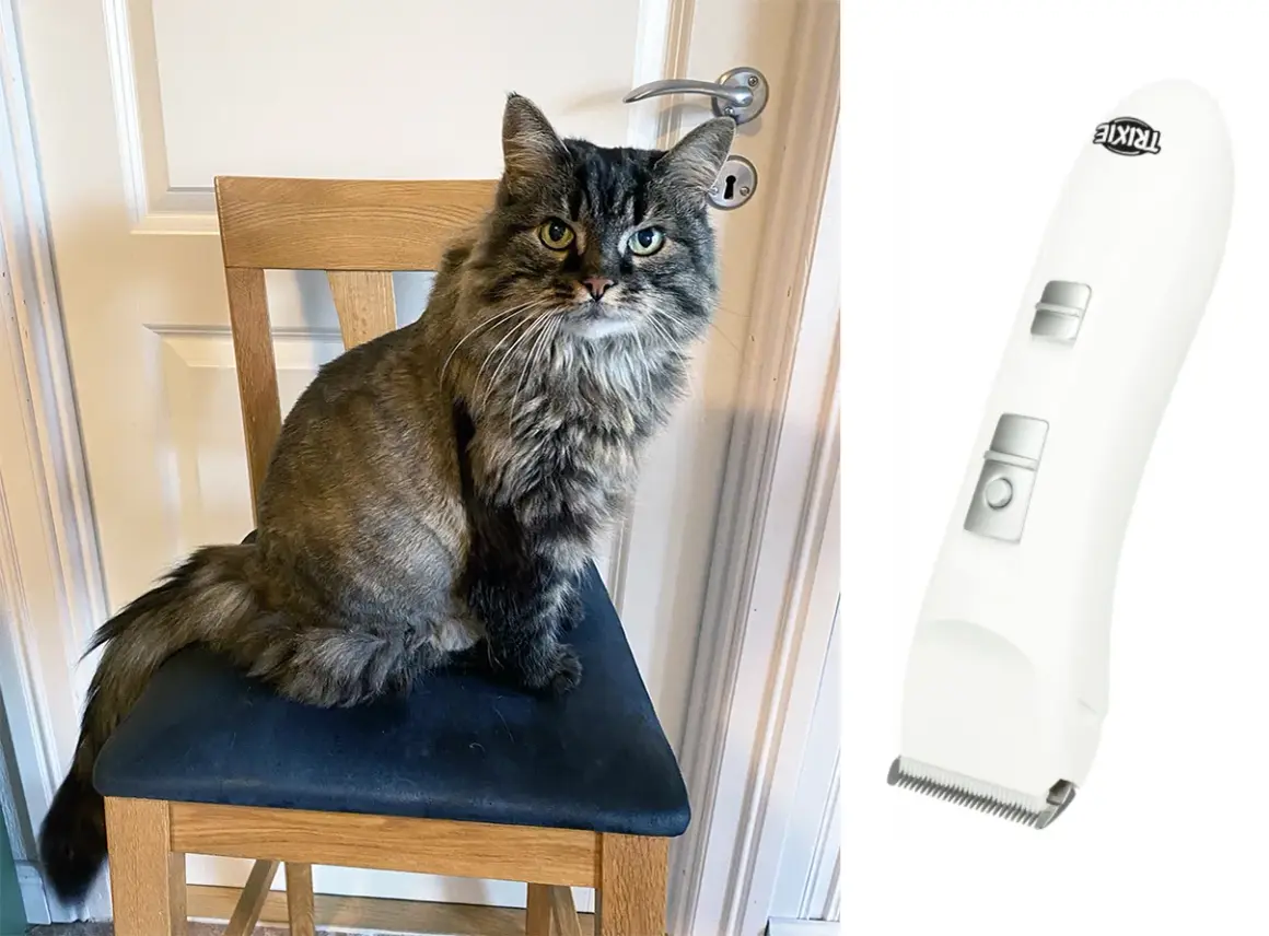 En långhårig katt sitter på en stol, ser skeptisk ut. Bredvid syns en vit klippmaskin, redo för att klippa klor på katt som inte vill.