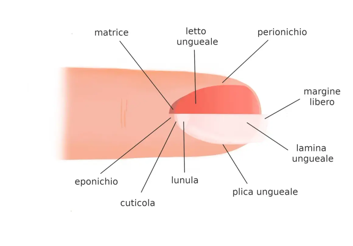 Illustrazione dell'unghia che mostra la matrice, il letto ungueale, la lunula, la cuticola, l'eponicchio, il perionichio, la lamina ungueale e il margine libero.