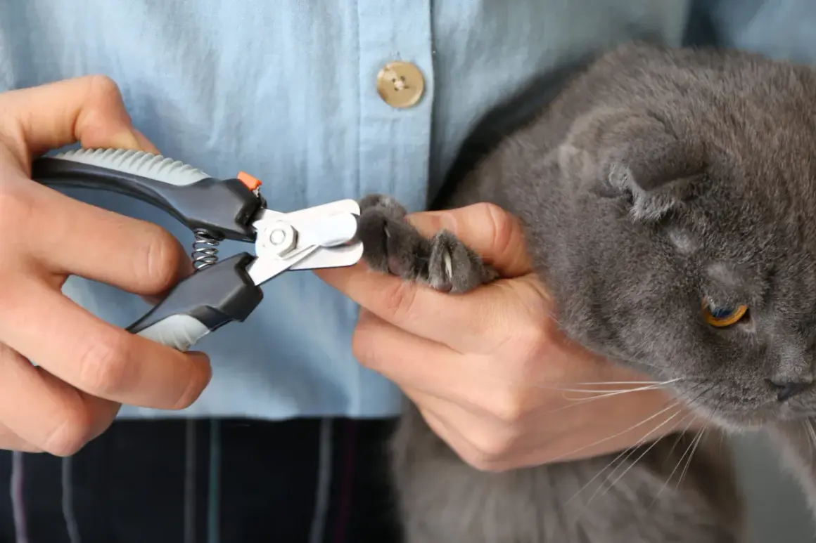 Mani che tengono un gatto grigio per tagliare le unghie con un tagliaunghie.