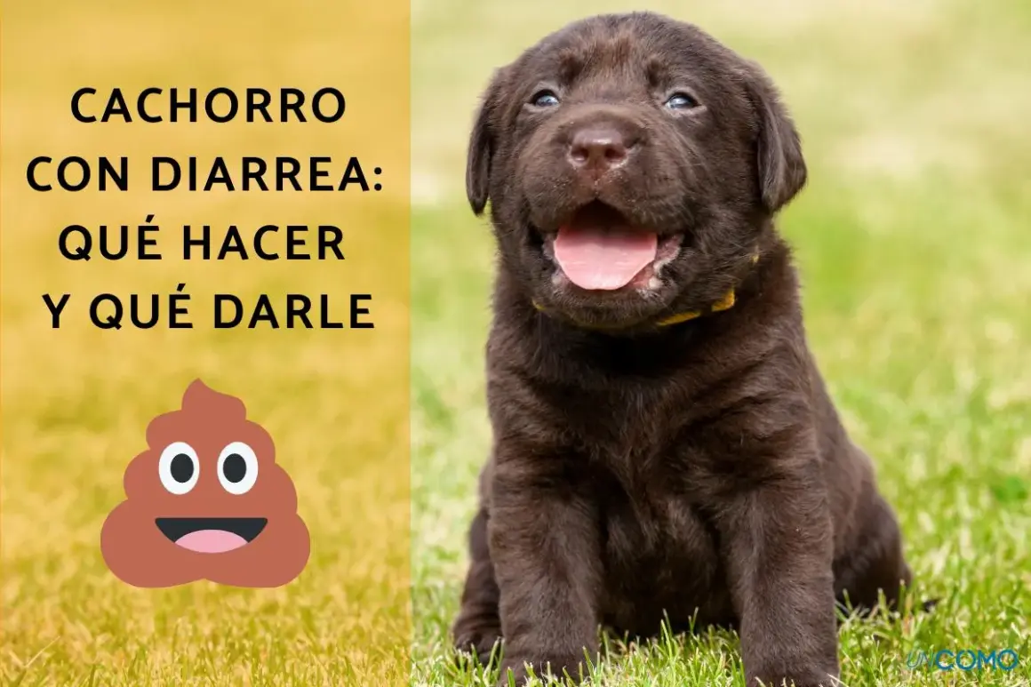 Cachorro marrón con diarrea, pero con hambre. El texto dice: "Cachorro con diarrea: qué hacer y qué darle".