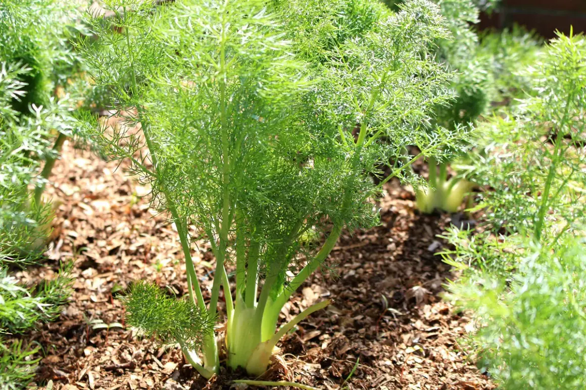 Fenchelpflanzen im Garten, die zeigen, wie fenchel gute nachbarn für andere Pflanzen sind.