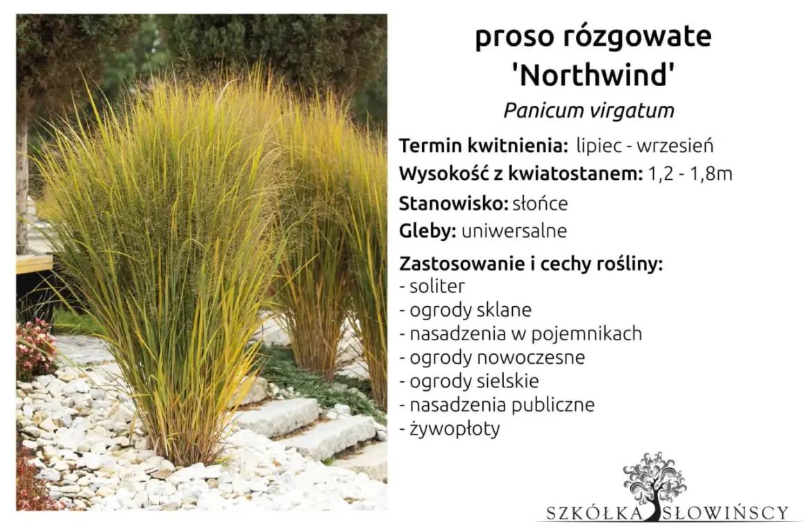 Proso rózgowate 'Northwind' o złocistych liściach, idealne do ogrodów skalnych i nowoczesnych.
