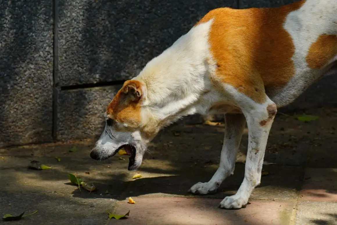 Perro de pelaje blanco y marrón con la boca abierta, parece que va a vomitar. Se ve un poco de vómito marrón en el suelo.