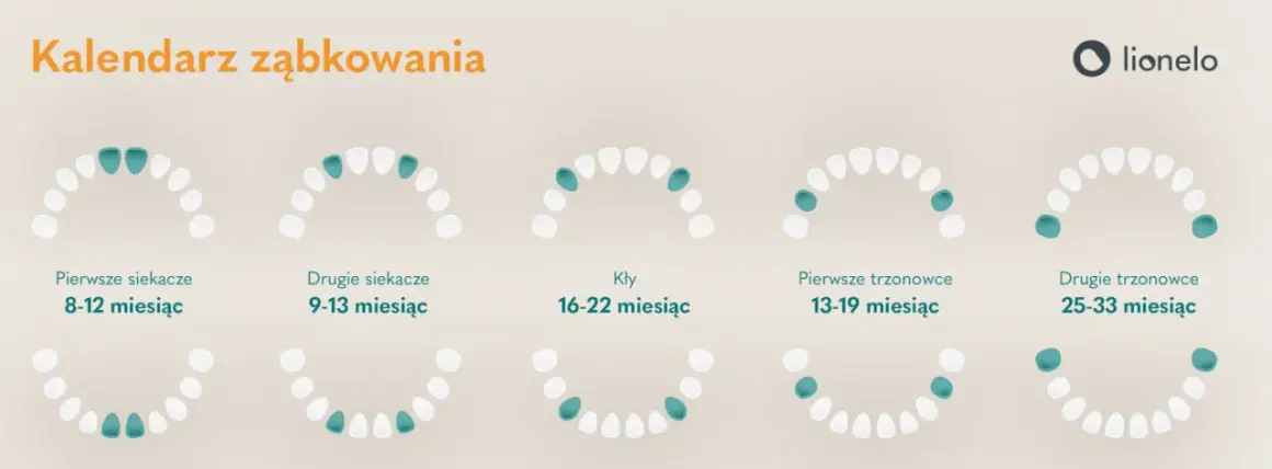 Ząbkowanie u niemowlaka: Ile trwa? Kalendarz, objawy i ulga!