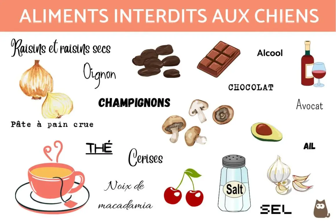 Liste des 30 aliments dangereux pour les chiens : raisins, oignons, chocolat, alcool, champignons, avocat, ail, sel, cerises, noix de macadamia, thé, pâte à pain crue.