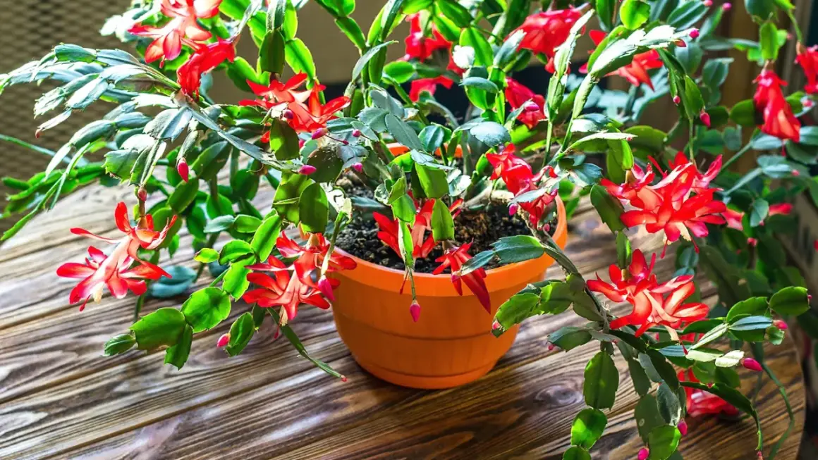 En vacker novemberkaktus stickling blommar med röda blommor i en orange kruka på ett träbord.