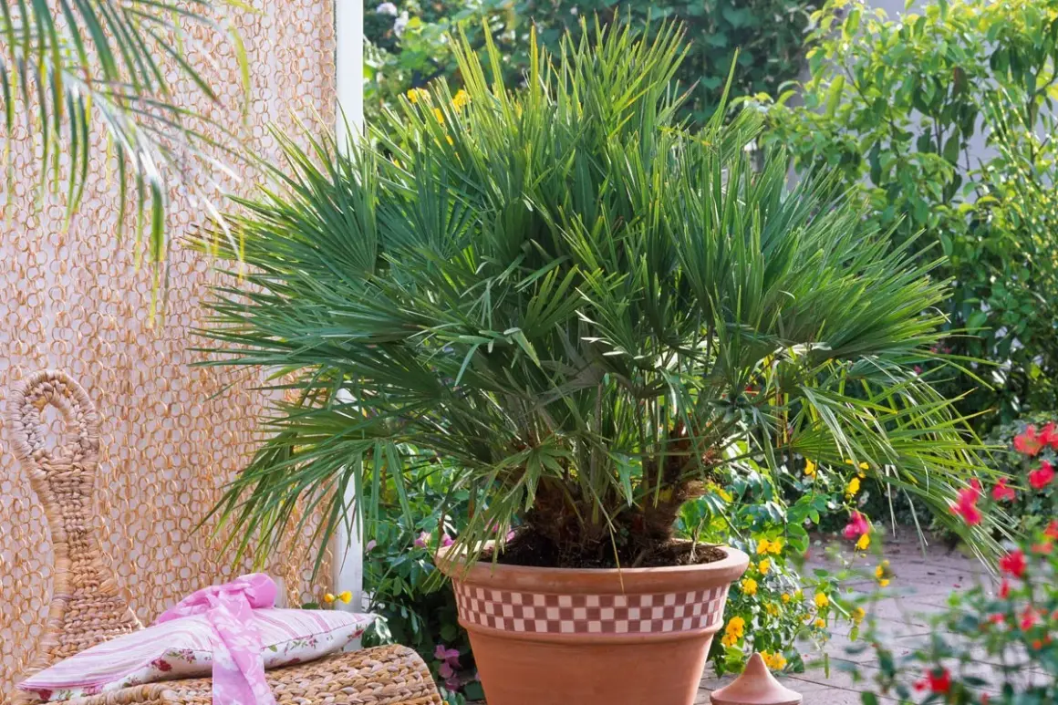 Un jeune palmier prêt à être planté en pleine terre, avec ses feuilles vertes luxuriantes.