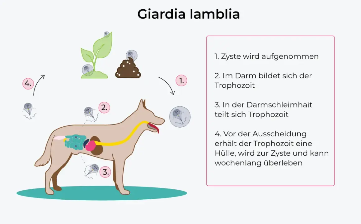Schema zeigt den Lebenszyklus von Giardien bei einem Hund: Zystenaufnahme, Vermehrung im Darm und Ausscheidung.