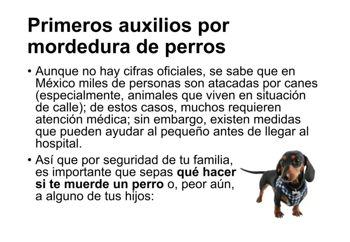 Un perro salchicha con un chaleco a cuadros mira fijamente. El texto advierte sobre qué hacer si te muerde un perro.