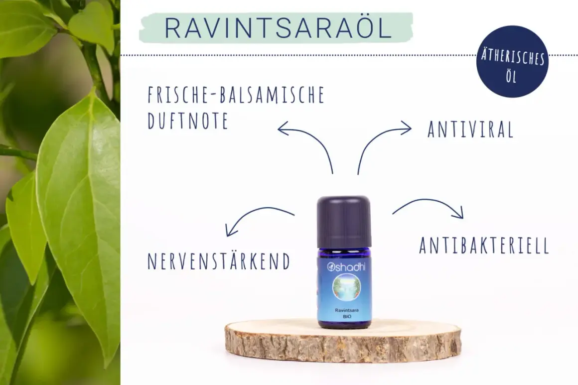 Ravintsaraöl: frisch-balsamische Duftnote, antiviral, antibakteriell, nervenstärkend. Die Ravintsara Wirkung auf die Psyche ist beruhigend.