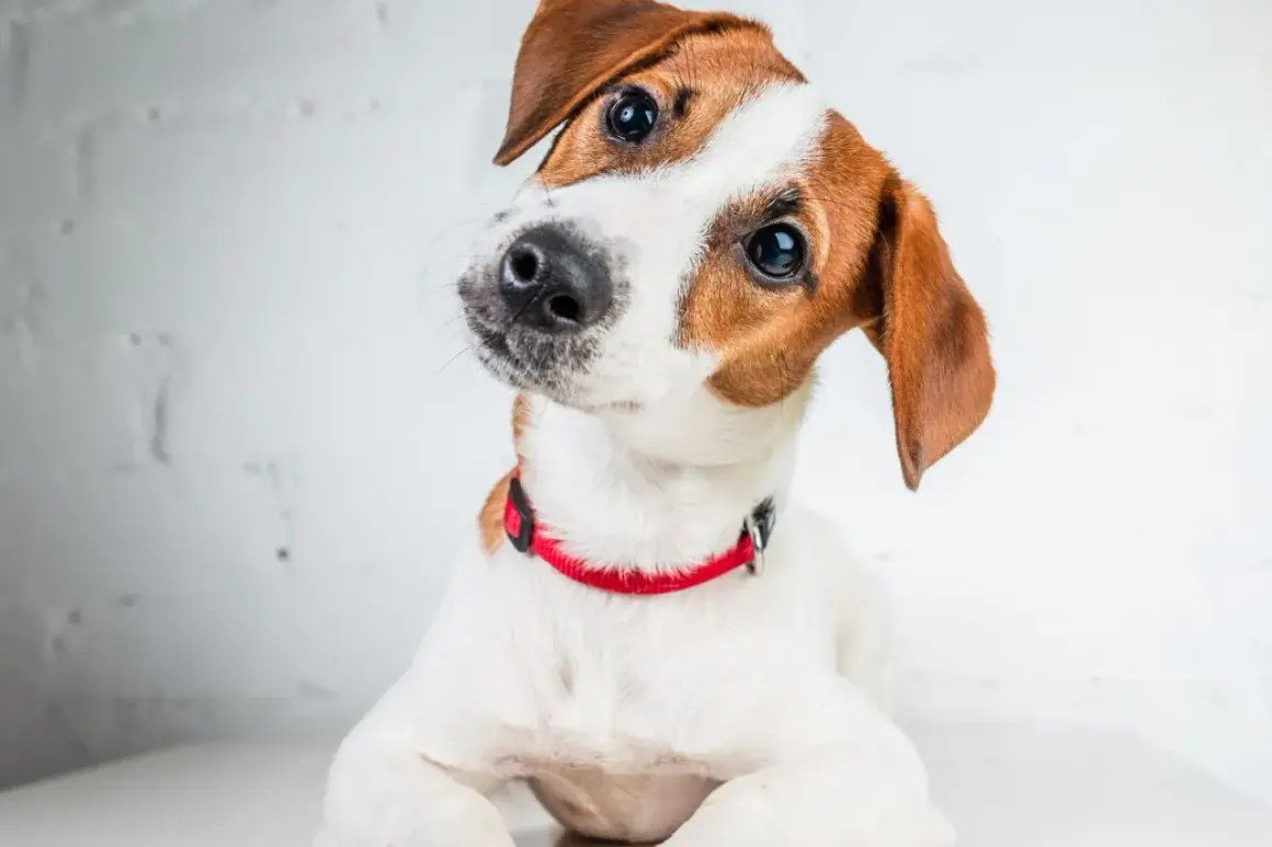 Adorable jack russell cachorro con collar rojo inclina la cabeza, mirando con curiosidad.