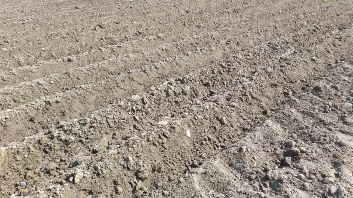 Kiedy sadzimy ziemniaki na działce? Oto najlepszy czas na sadzenie