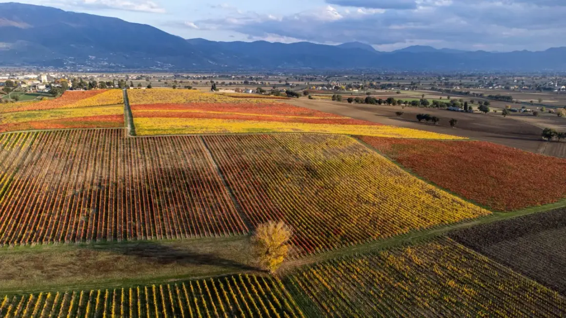 Vigneti autunnali con foglie gialle e rosse, che mostrano il **terrazzamenti significato** nel paesaggio collinare.
