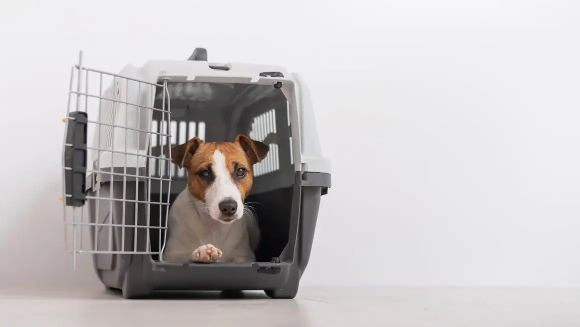 Un adorable Jack Russell attend patiemment dans sa cage transport chien aluminium, prêt pour l'aventure.
