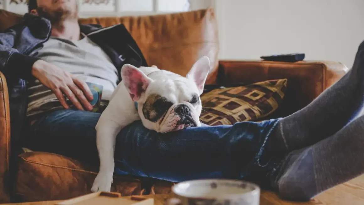 Fransk bulldogg vilar på sin ägares knä. En perfekt powernap tid för båda.