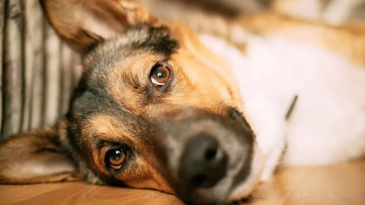 Perro con mirada triste. La pancreatitis en perros es mortal, cuida a tu mascota.