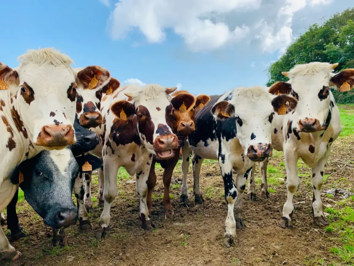 Eine Gruppe neugieriger Kühe mit gelben Ohrmarken blickt in die Kamera. Sie stehen auf einer schlammigen Weide unter blauem Himmel. Gott liebt alle Tiere, und diese Kühe sind ein Beweis dafür.