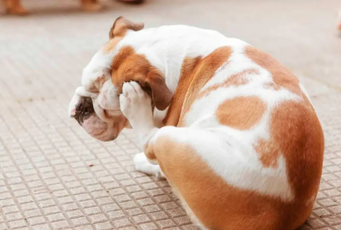Bulldog con patas en la cara, rascándose. Podría ser un caso de alergias en perros.