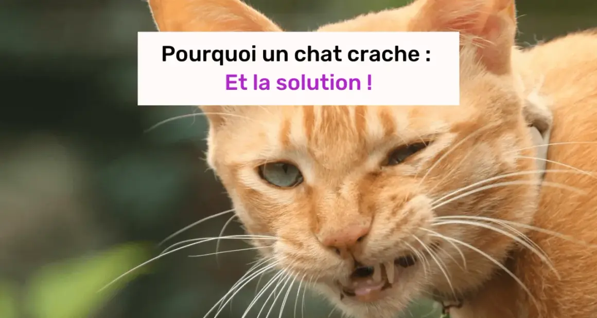 Un chat roux aux yeux verts, visiblement contrarié, semble prêt à cracher. Le texte indique "Pourquoi un chat crache : Et la solution !".