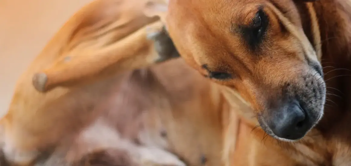 Perro marrón se rasca la oreja, sufriendo por piojos en perros.