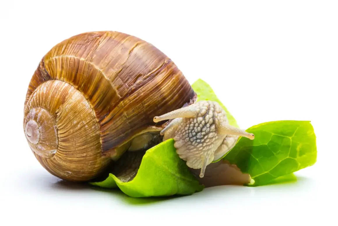 Una lumaca con la sua conchiglia marrone si sta nutrendo di foglie verdi. Questo ci mostra cosa mangiano le lumache: vegetazione fresca.