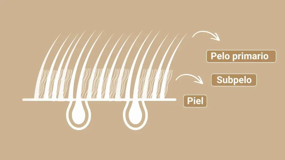 Ilustración de la piel y el pelaje de un perro, mostrando el pelo primario, subpelo y la piel.