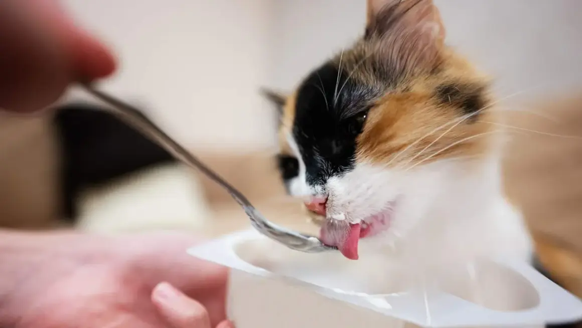 Gato tricolor saborea yogur de una cuchara, demostrando que los gatos pueden comer yogur.