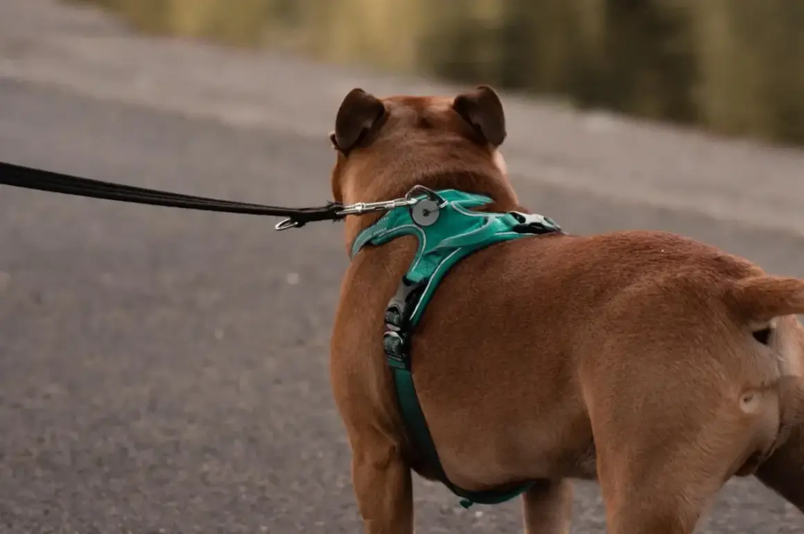 Perro marrón con un arnés turquesa y correa negra, listo para un paseo.