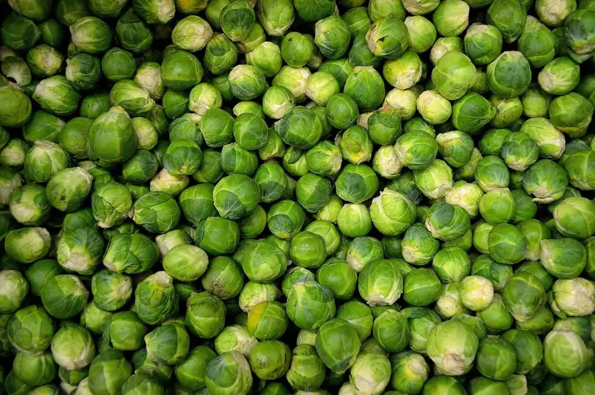 Un montón de coles de Bruselas verdes y frescas. ¡Los perros pueden comer coles de Bruselas, así que quizás tu mascota disfrute de un pequeño bocado!