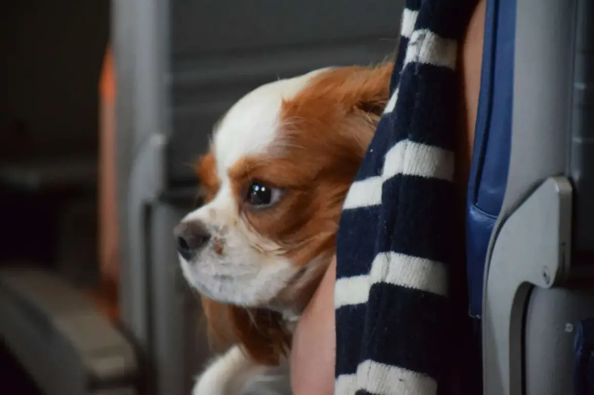 Cavalier King Charles Spaniel w pasiastej bluzie, przygotowany do lotu z psem.