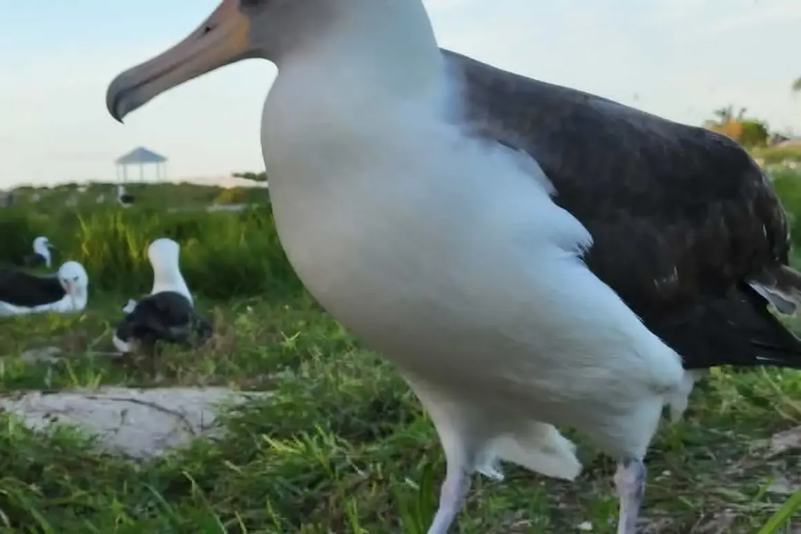 Albatros, ptak, który żyje najdłużej, na trawiastym wybrzeżu.