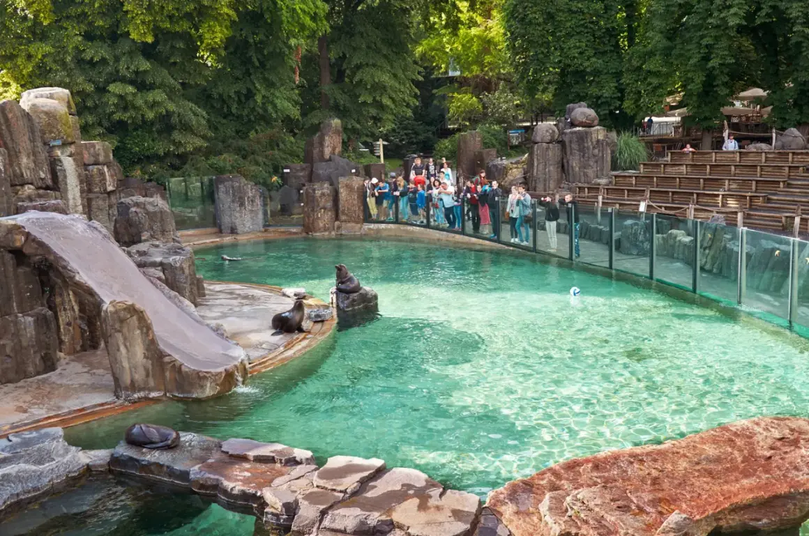 Foki w zoo, wspaniałe czeskie atrakcje dla dzieci. Widownia obserwuje zwierzęta w basenie ze zjeżdżalnią.