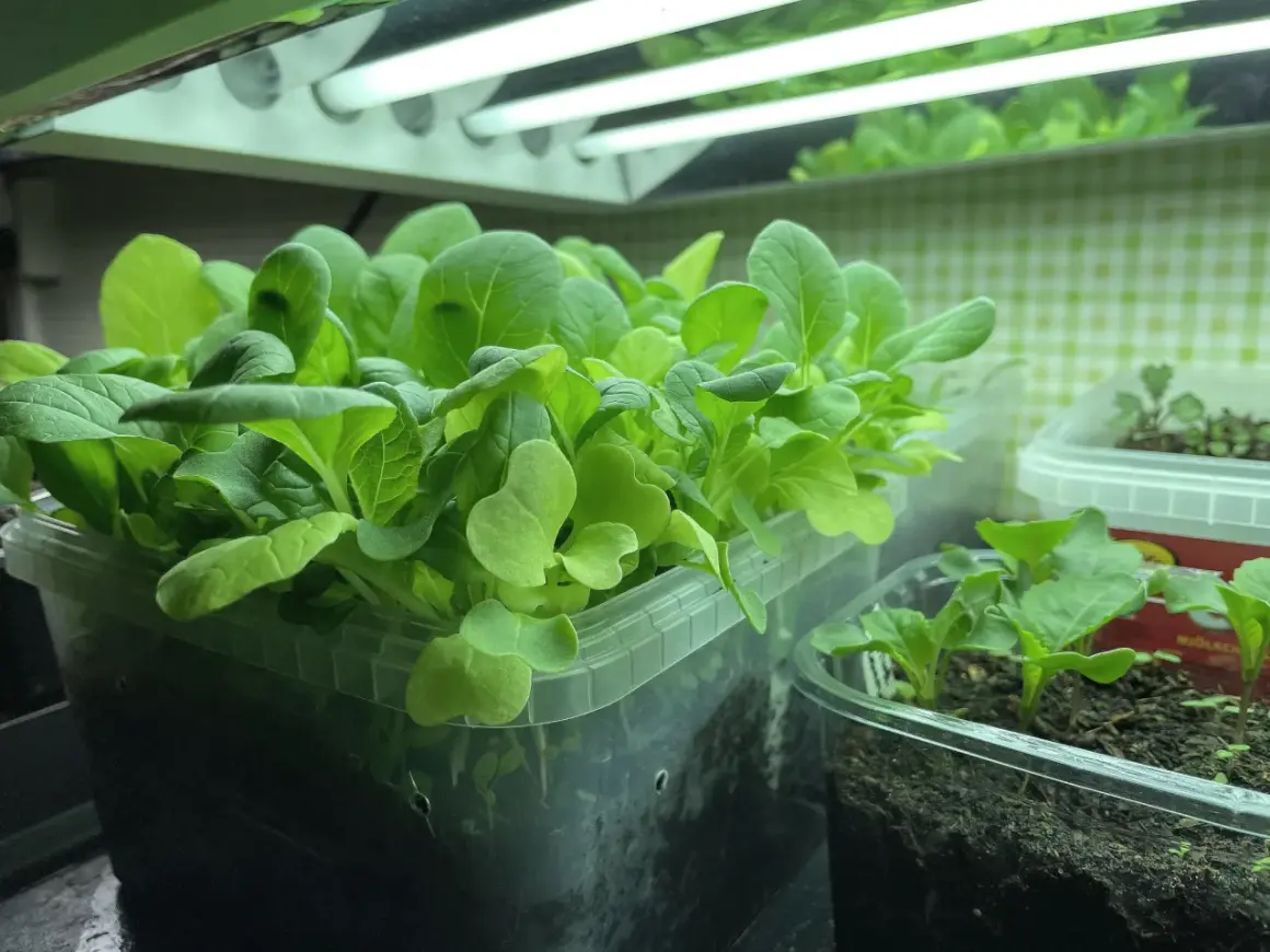 Små, gröna pak choi-plantor växer under växtbelysning. En härlig start för att odla pak choi inomhus.