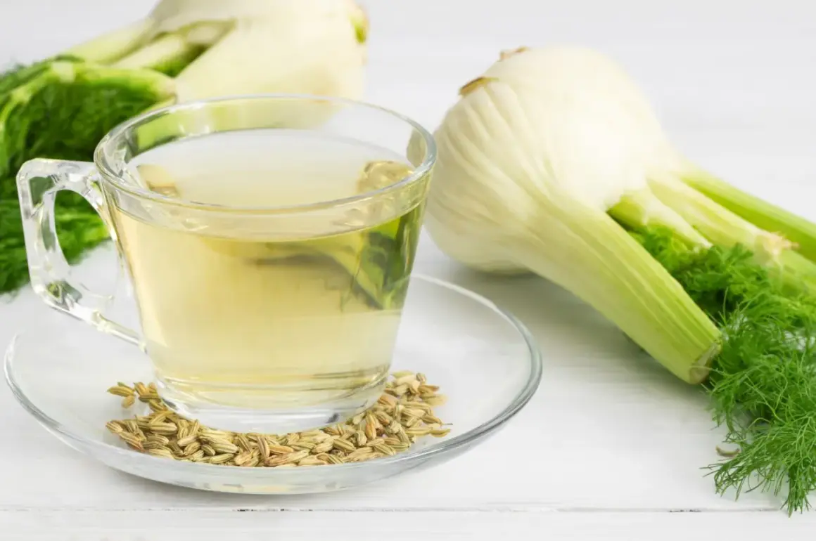 Una tazza di tisana al finocchio, semi di finocchio e bulbi freschi su uno sfondo bianco.