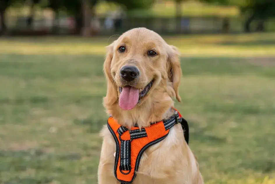 Obroża czy szelki dla golden retrievera - co wybrać dla psa?