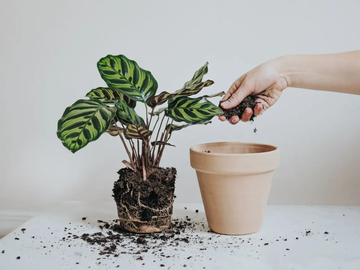En hand lägger jord runt en växt med stora, randiga blad. Det är dags att plantera om blommor för att ge dem mer utrymme att växa.