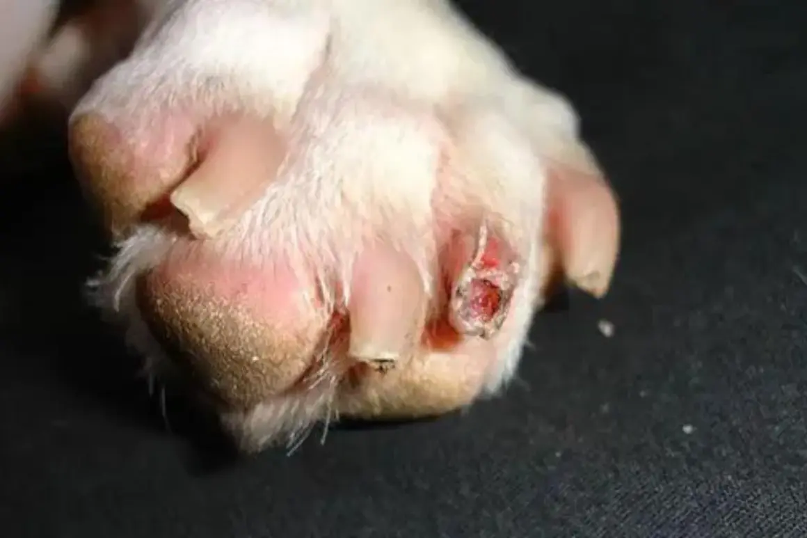 La pata de un perro muestra una uña rota y una herida sangrante.