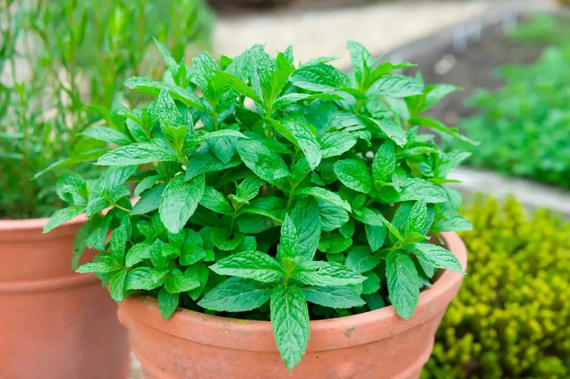 En frodig myntaplanta i en terrakottakruka. Perfekt för dig som vill odla mynta och njuta av dess friska doft och smak.