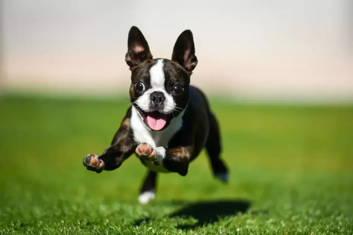 Un Boston Terrier en pleno **zoomies perro**, salta feliz por el césped con la lengua fuera y las orejas al viento.