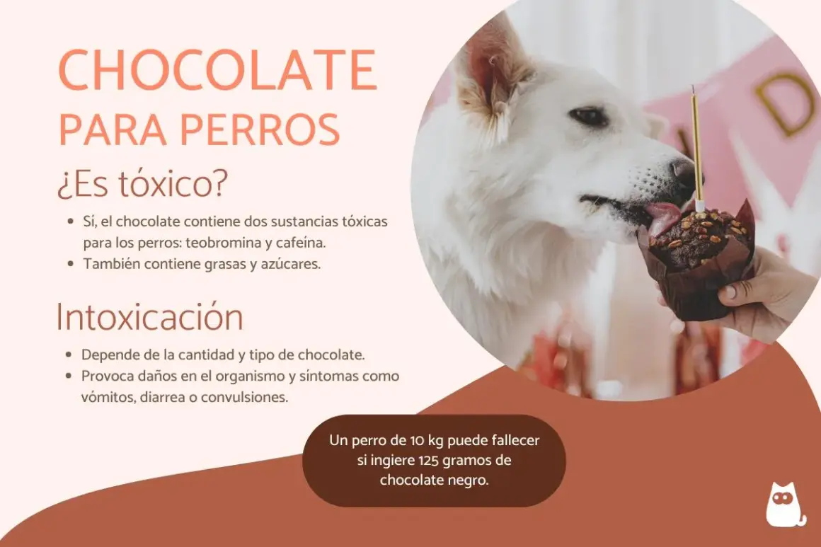 Un perro blanco lame un muffin de chocolate. El texto advierte sobre la toxicidad del chocolate para perros, pero mi perro come chocolate y no le pasó nada.