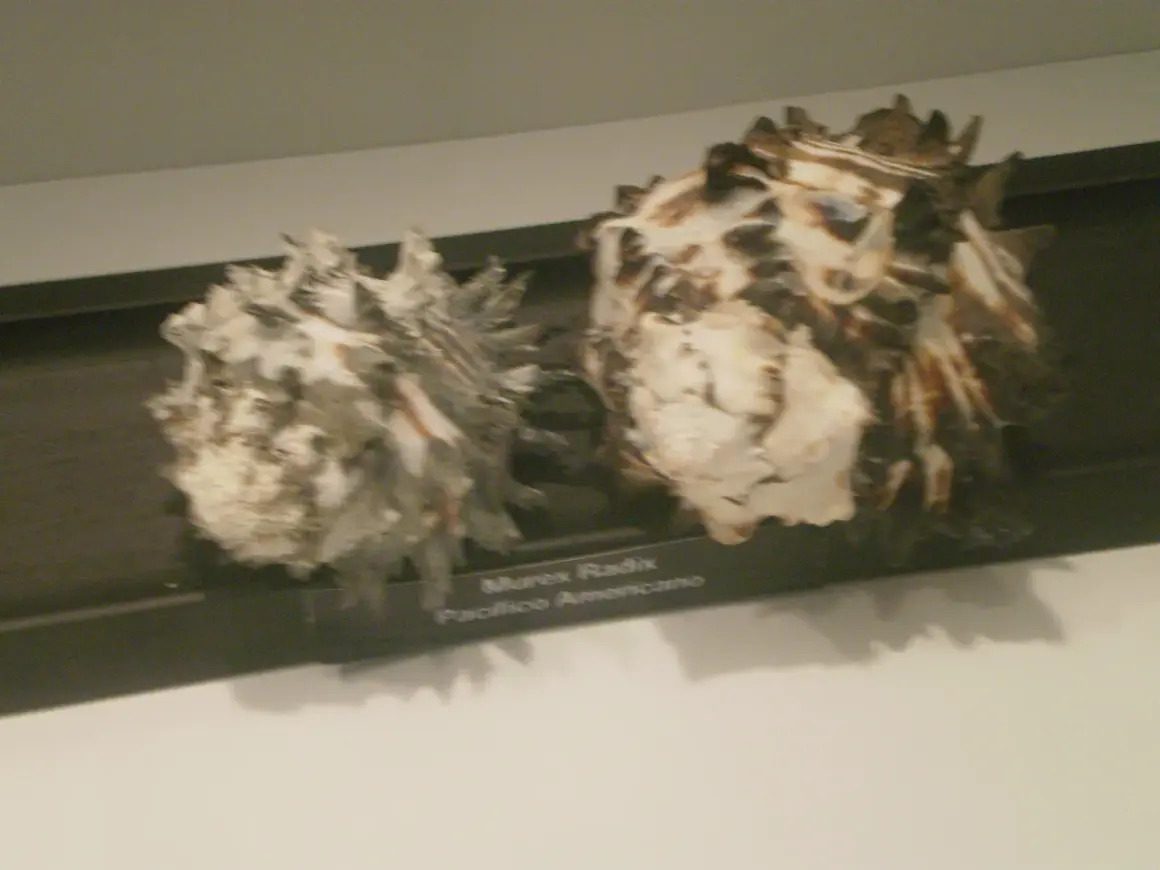 Dos caracolas expuestas en el museo del mar (la guardia). Una es Murex Radix Pacifico Americano.