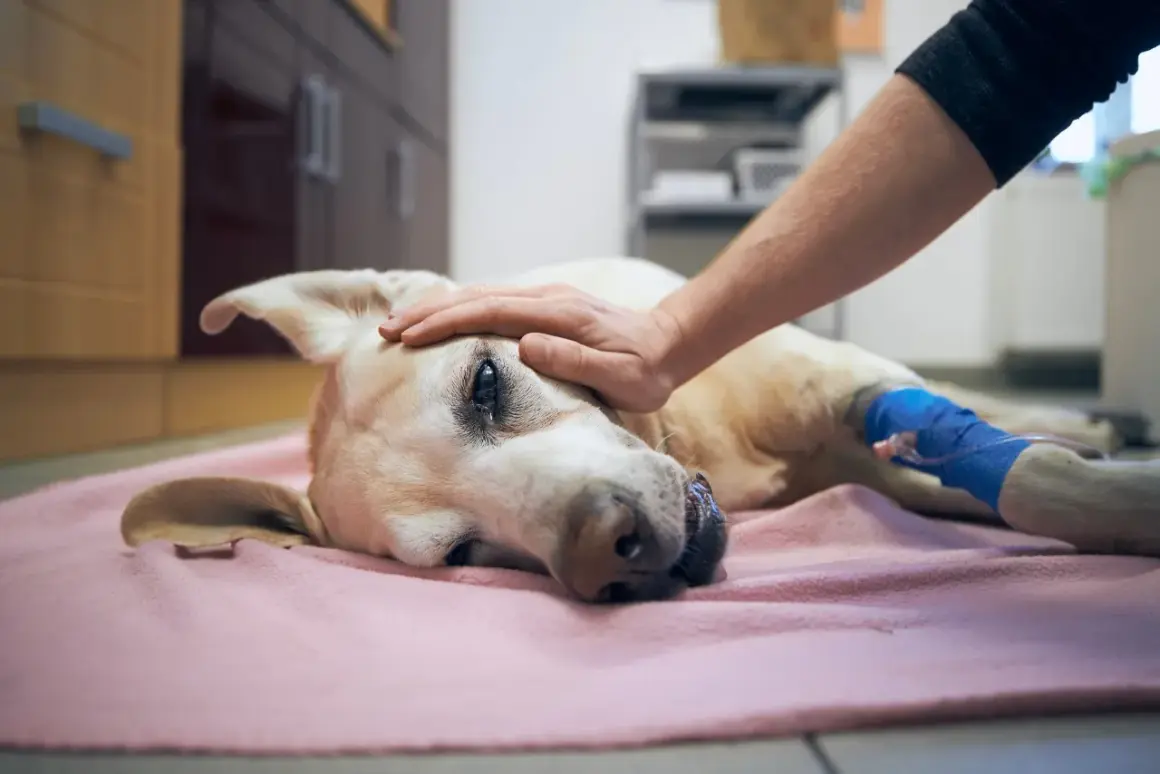 Un perro recibe una caricia en la cabeza, con una vía intravenosa en su pata. Un momento de ternura y despedida, quizás el último adiós antes de la eutanasia del perro.