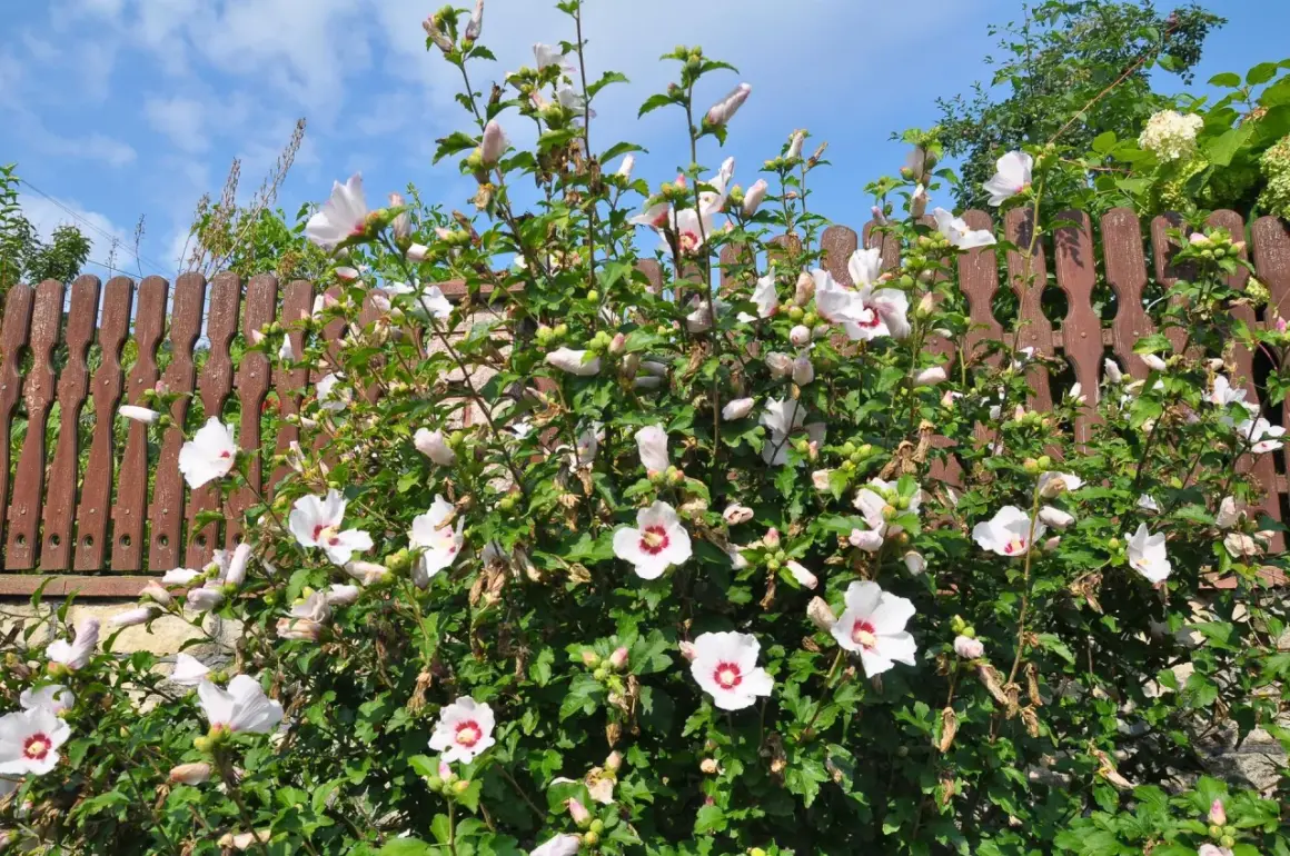 Piękny hibiskus w ogrodzie, z białymi kwiatami i czerwonymi środkami, kwitnie obficie na tle drewnianego płotu i błękitnego nieba.