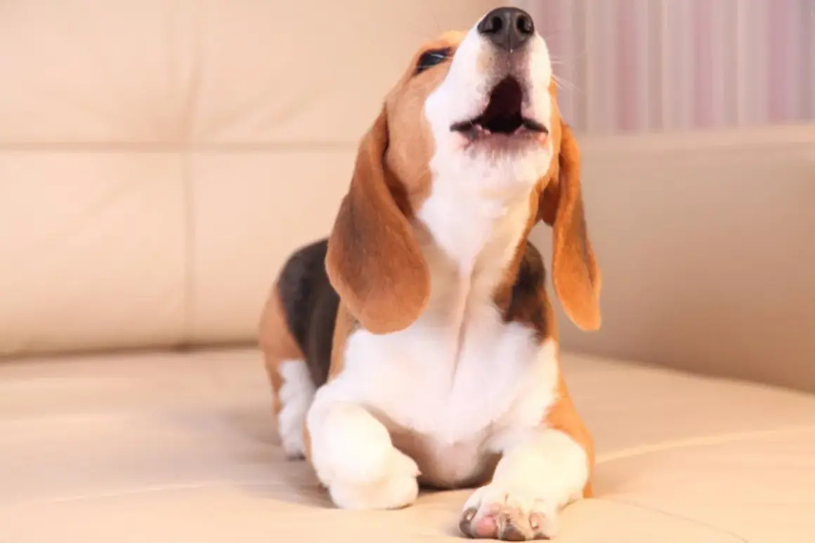 Un beagle joven, con su hocico hacia arriba, parece que mi perro llora mucho. Está en un sofá beige.