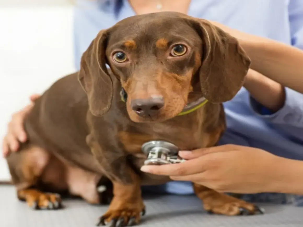 Perro salchicha marrón en consulta veterinaria. El veterinario examina al perro, que podría tener cistitis.