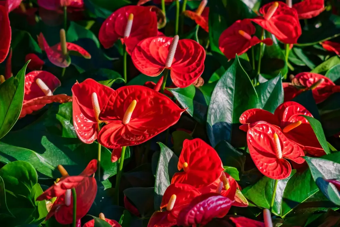 Un parterre luxuriant d'anthurium rouge vif, leurs spathes brillantes contrastant avec le feuillage vert profond.