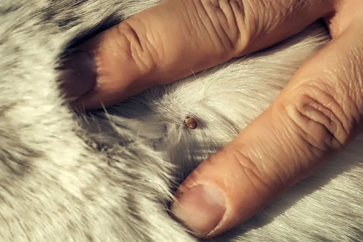 Gros plan d'une tique sur le pelage blanc d'un chien, examinée par des doigts humains.